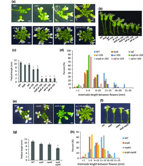 Synergistic Effect Of SWR1 Subunits ERECTA ER And Mitogen Activated