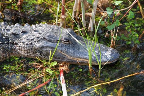 Sleeping Crocodile, Everglades, Florida | Stock image | Colourbox