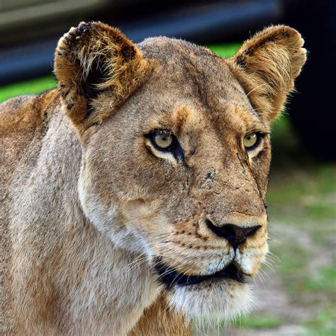 Lioness Portrait Kruger National Park South Africa Graham Flickr