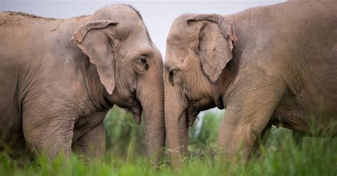 Un Sanctuaire Pour Les El Phants Du N Pal