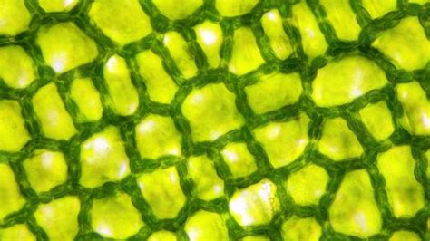 Low Oxygen Levels Trigger The Formation Of Plant Sex Cells