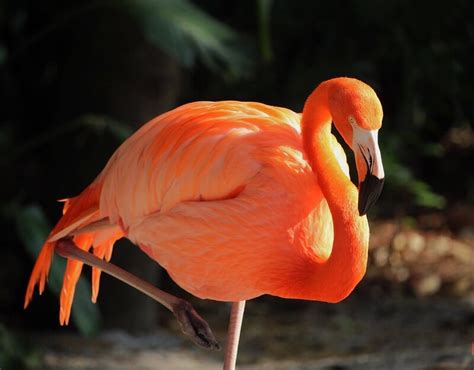 Top 320+ Best Names for Flamingos | PetPress