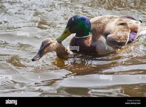 Mallard duck male female mating hi-res stock photography and images - Alamy