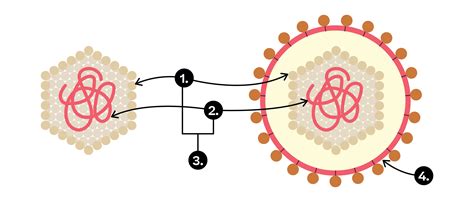 Viren Aufbau Vermehrung Grippeverlauf Biologie Erklärung