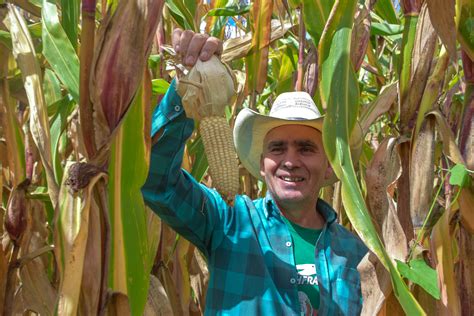 Impulsan Agricultura Y Cimmyt La Ciencia Al Servicio De Los Productores