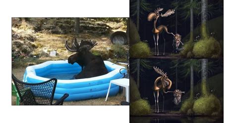 Elk funny pictures