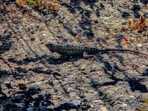 Blue Lizard Free Stock Photo - Public Domain Pictures