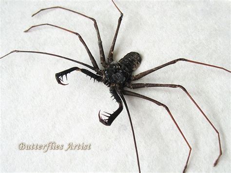 Real Cave Spider Acanthophrynus Coronatus In Museum Quality