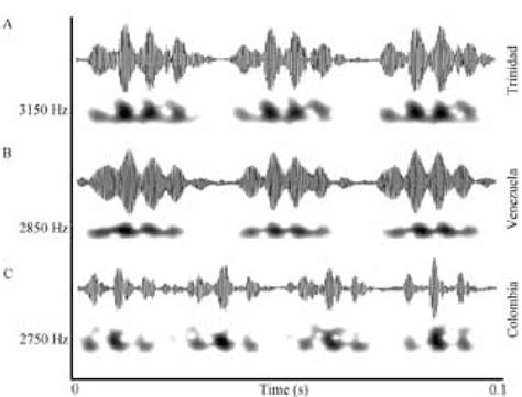 Comparative Spectrograms And Oscillograms Of The Advertisement Call Of