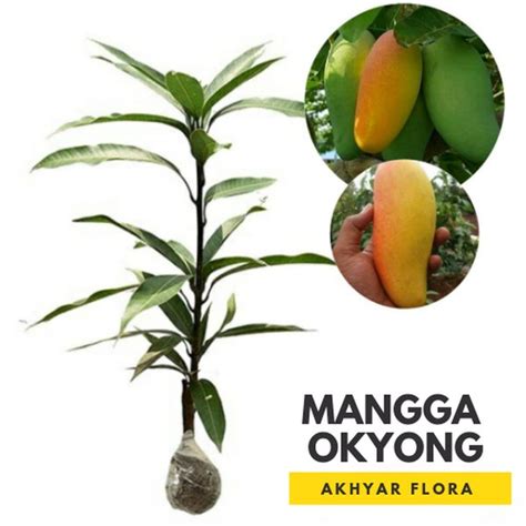 Jual Asli Bibit Mangga Okyong Pohon Mangga Bibit Buah Mangga Okyong Di