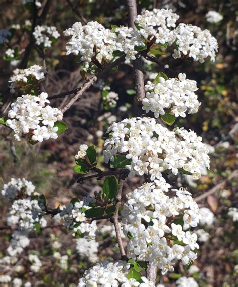 Withlacoochee Walter S Viburnum Small Leaf Arrowwood Viburnum 8 H