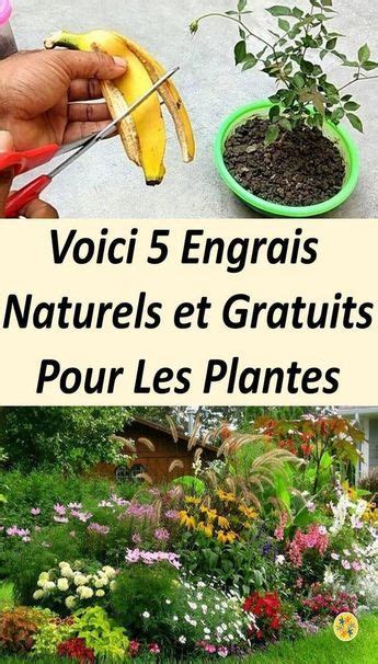 Engrais Naturels Qui Gardent Vos Plantes En Pleine Forme Engrais