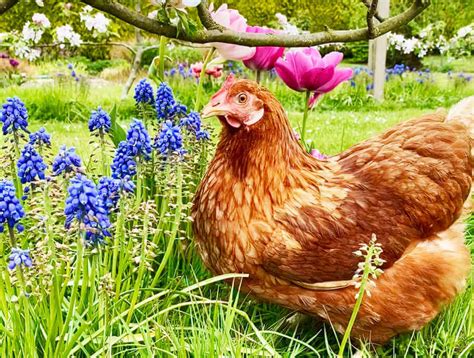 Vitamins For Chickens Are They Necessary And Which Are Best