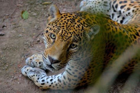 The Cutest Pictures of Big Cats You'll Ever See