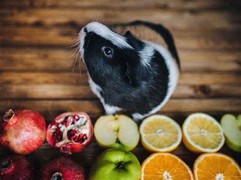 Fruits Guinea Pigs Can Eat A Guide To Feeding Your Pig