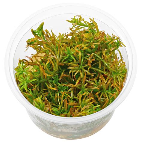 Rotala Mexicana Goias In Vitro Aquasabi Aquascaping Shop