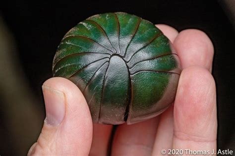 Madagascan Giant Emerald Pill Bugs