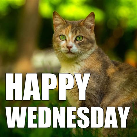 Happy Wednesday Memes