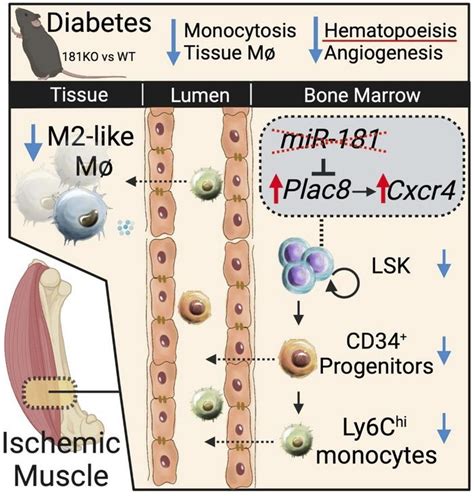 Jci Insight A Mirna Cxcr Signaling Axis Impairs Monopoiesis And