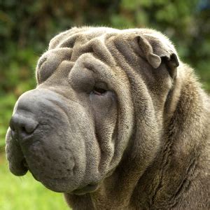 Shar Pei Teeth