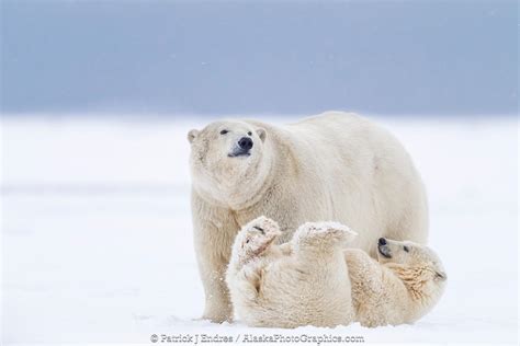 Alaskaphotographics Female Polar Bear