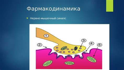 Миорелаксанты. Общая характеристика - презентация онлайн