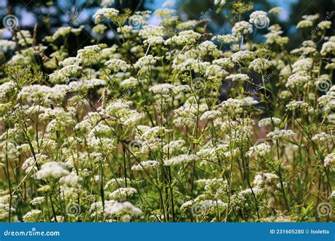 Aegopodium Podagraria Plant With White Flowers The Ground Elder Snow