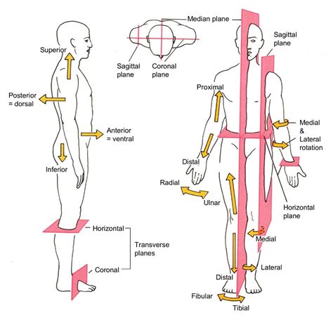 All Anatomical Directional Terms