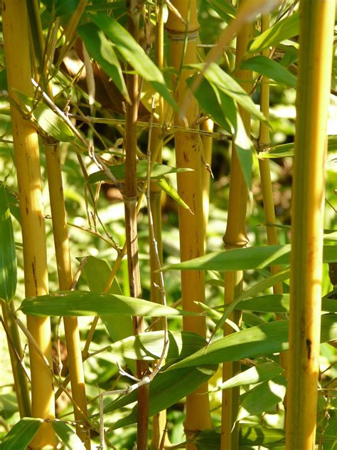 Yellow Bamboo Phyllostachys Aureocaulis Spectabilis Phyllostachys Plants Bamboo Plants