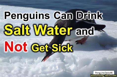 Penguin Facts - 10 Fun Facts about Penguins - Interesting Facts
