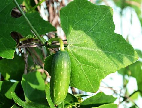 Ivy Gourd Leaves Recipes, Usages & Health Benefits - Ayurveda