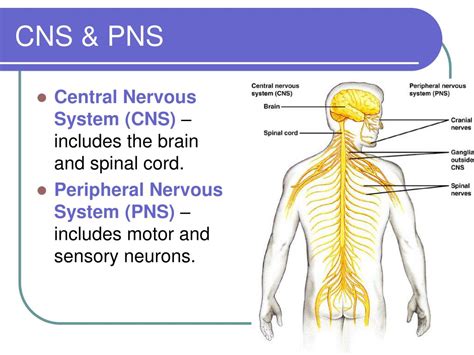 Ppt Nervous Coordination Powerpoint Presentation Free Download Id