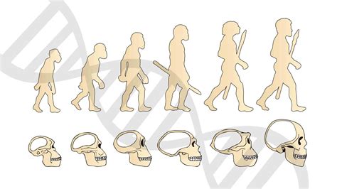 Human Beings The Peak Of Physical Evolution Human Skull Human