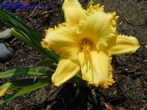 PlantFiles Pictures Daylily Yuma Hemerocallis By Carolann