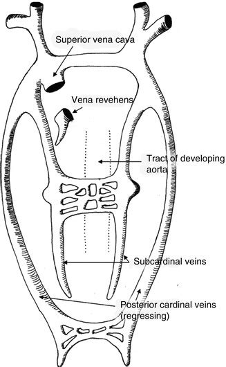 Anatomy | Thoracic Key