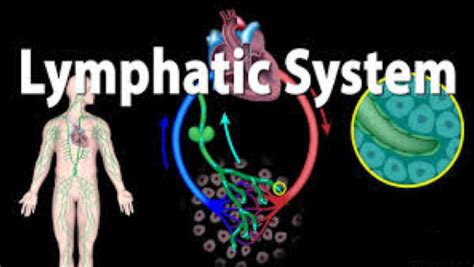 Lymphatic System Quiz Science Quiz Quizizz