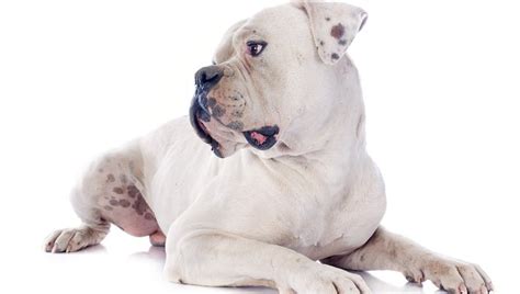 American Bulldog - Temperament, Lifespan, Shedding, Puppy