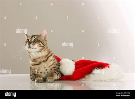 Bengal Cat In Santa Claus Cap Stock Photo Alamy