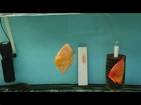 Подготовка нерестовой воды. - YouTube