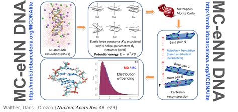 A Multi Modal Coarse Grained Model Of Dna Flexibility Mappable To The