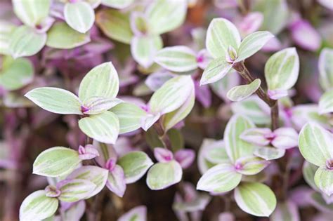 How to Grow and Care for Callisia repens (Turtle Vine) - Petal Republic