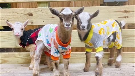 Baby Goats In Pajamas At Rhythm Ranch Homestead Youtube