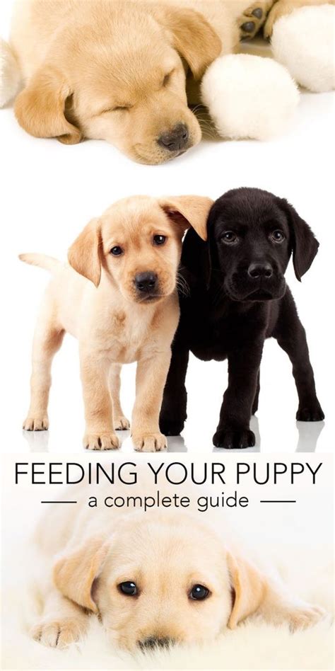 Labrador Puppy Diet Chart India Oikos