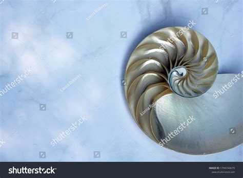 Shell Pearl Spiral Nautilus Fibonacci Section Stock Photo