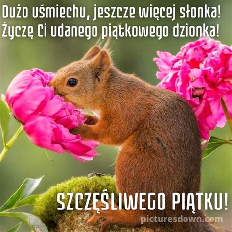 Kartka na piątek rano wiewiórka i kwiaty picturesdown