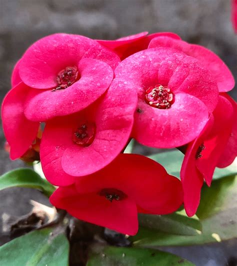 Crown Of Thorns Flower Meaning Usage Growing Guide