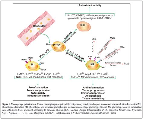 Polarization And Repolarization Of Macrophages