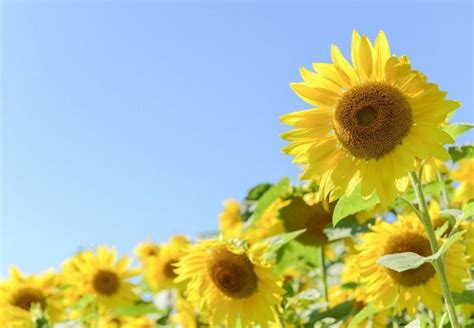 夏の始まりを表す言葉が知りたい！色んな表現から夏を感じよう！ はてなスッキリ