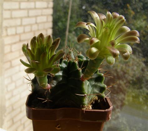 Gymnocalycium Mihanovichii V Stenogonum P242 Planting Bulbs Plants