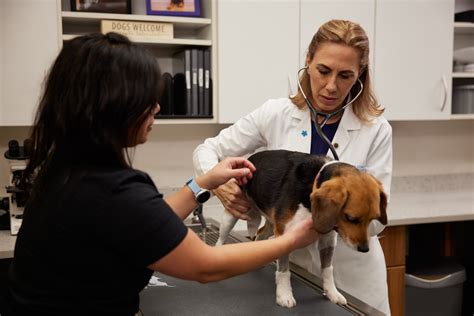 Oncology Gulf Coast Veterinary Specialists